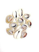 BRAID AND LOC HAIR SHELL BEAD ACCESSORY